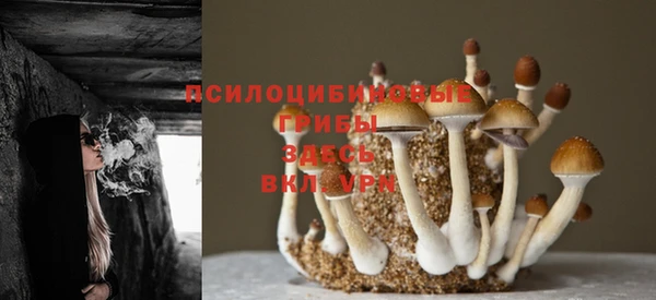 ГАЛЛЮЦИНОГЕННЫЕ ГРИБЫ Алексеевка